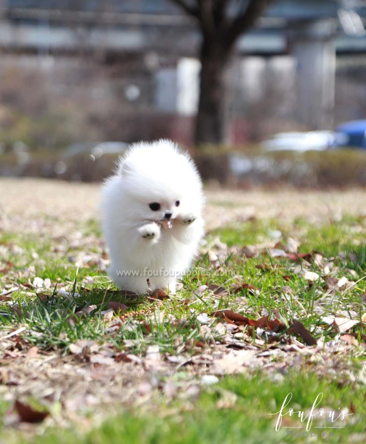 Ariel - Pomeranian F.