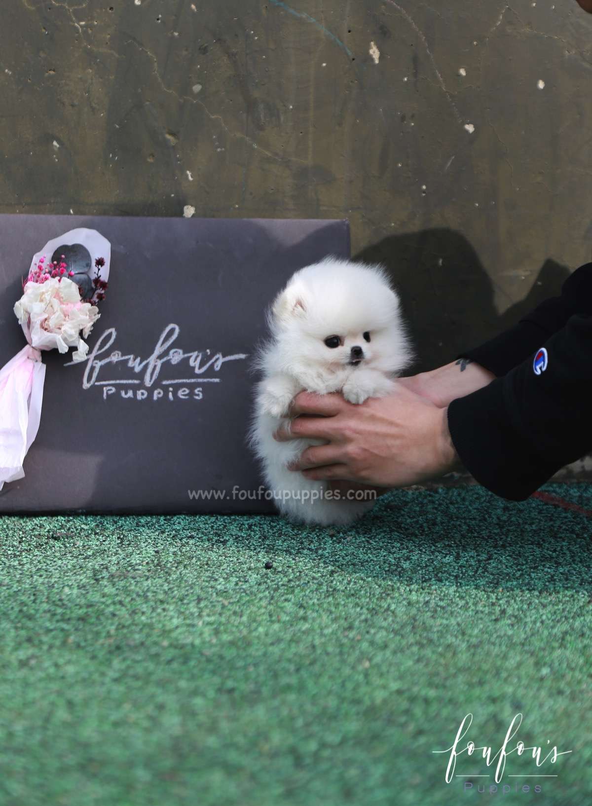 Ariel - Pomeranian F.