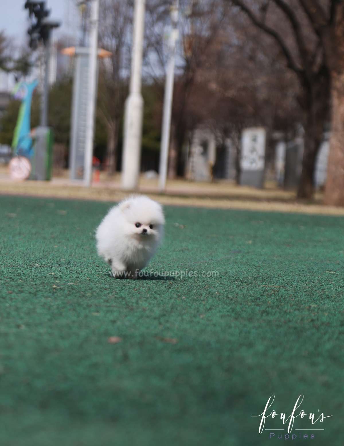 Ariel - Pomeranian F.