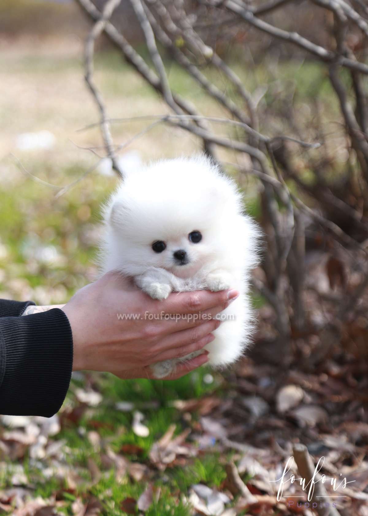 Ariel - Pomeranian F.