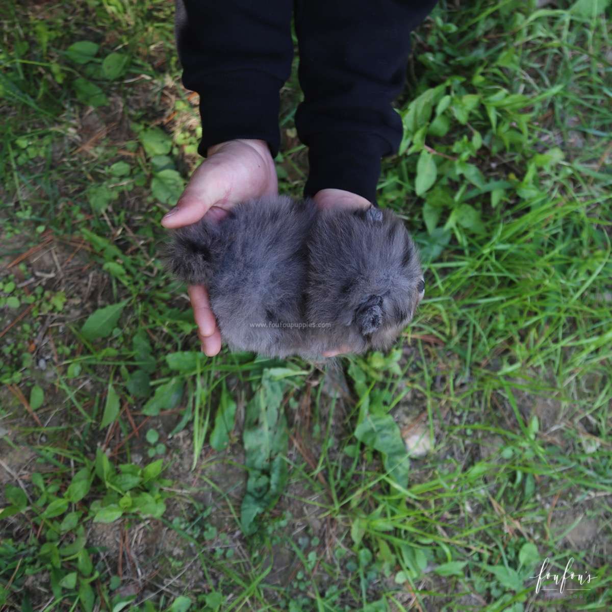 Souflée - Pomeranian F.
