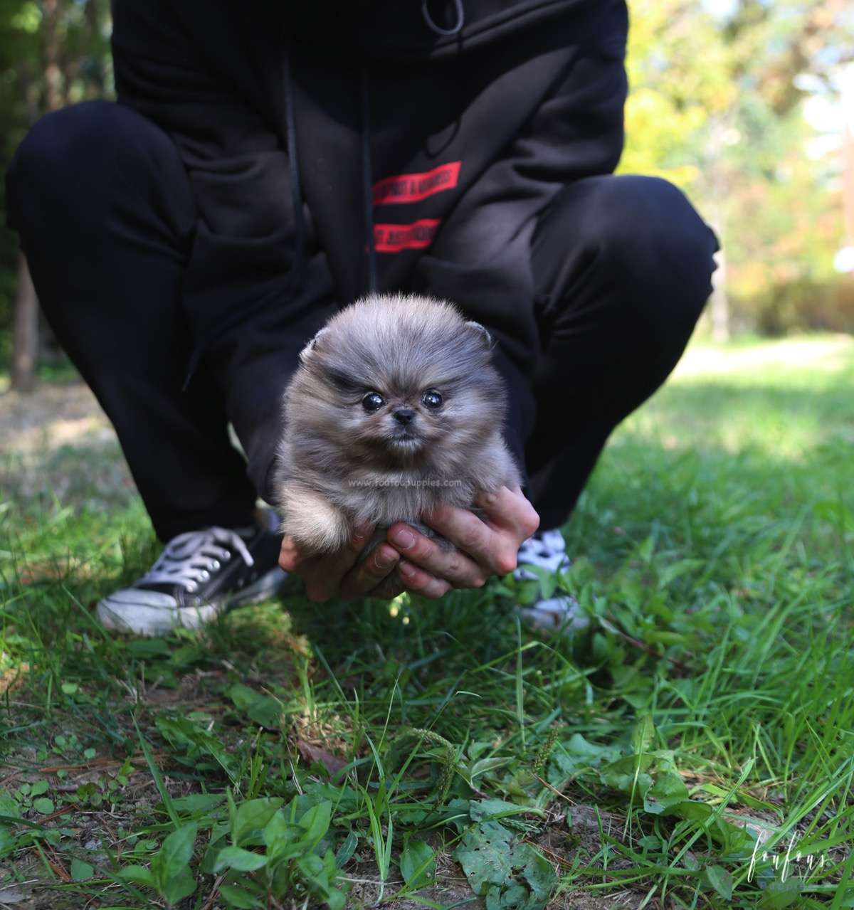 Souflée - Pomeranian F.