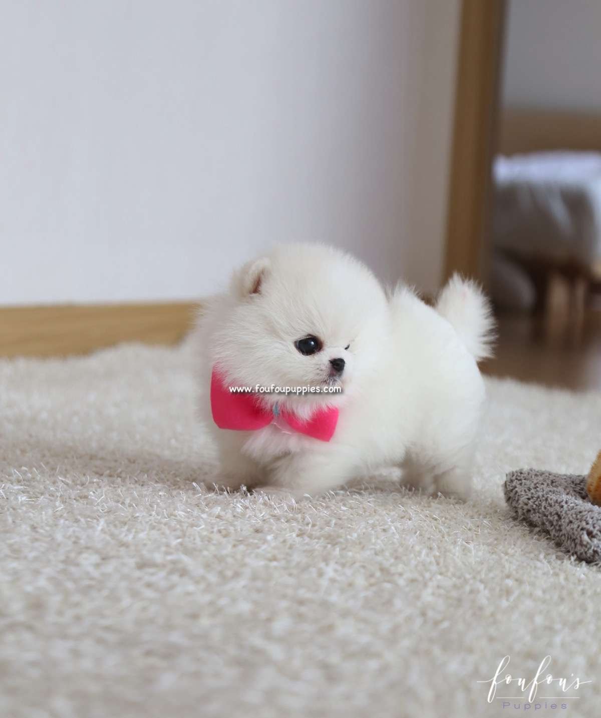 Gigi - Pomeranian F. SOLD TO LUV FONSECA