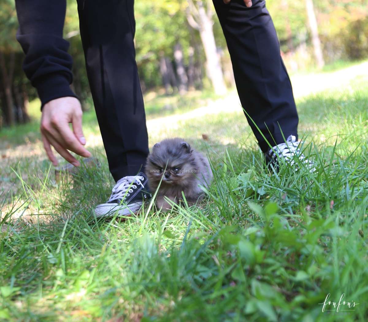 Souflée - Pomeranian F.