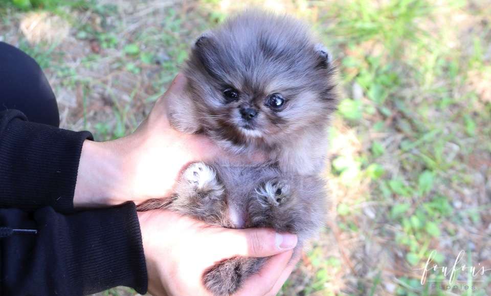 Souflée - Pomeranian F.