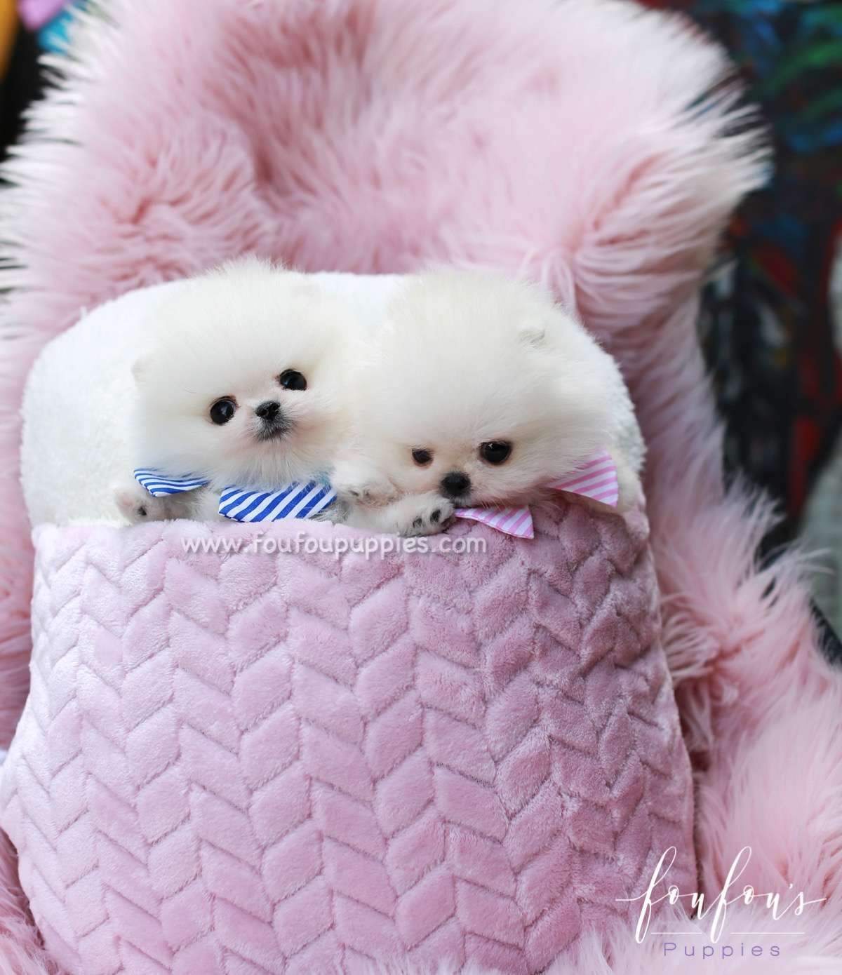 Jill - Pomeranian