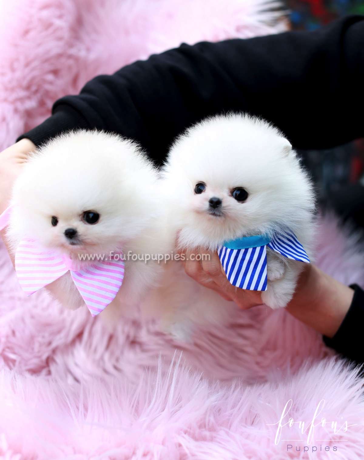 Jill - Pomeranian
