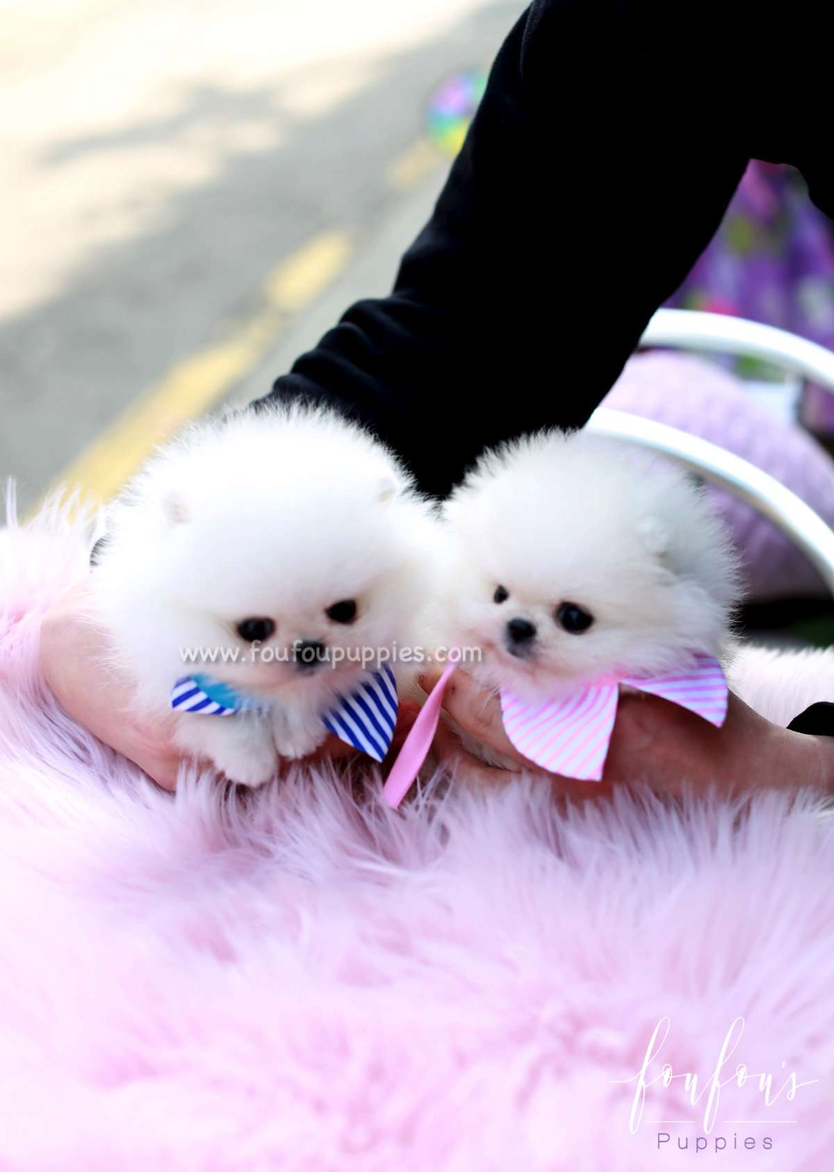 Jill - Pomeranian