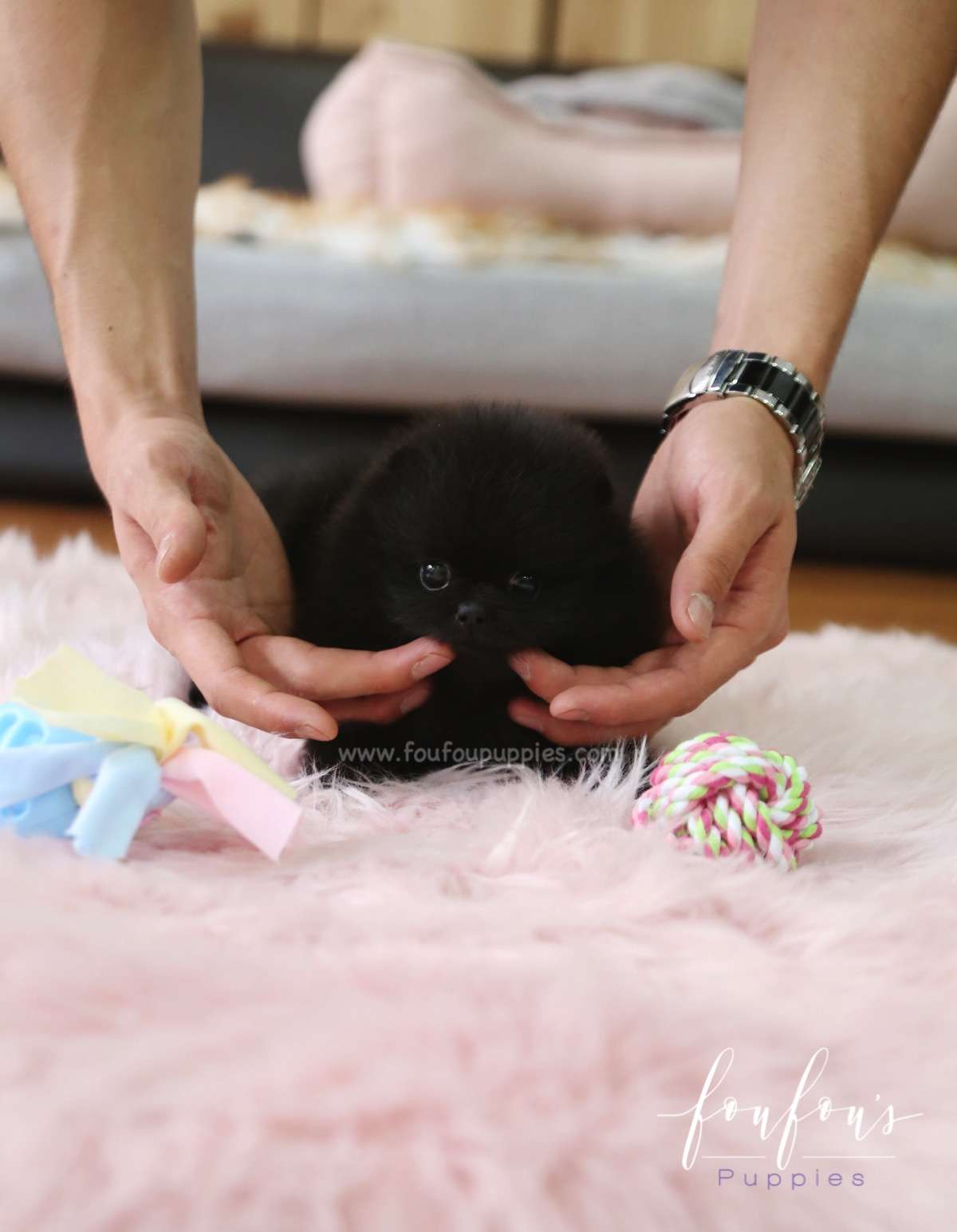 Onyx - Pomeranian M.