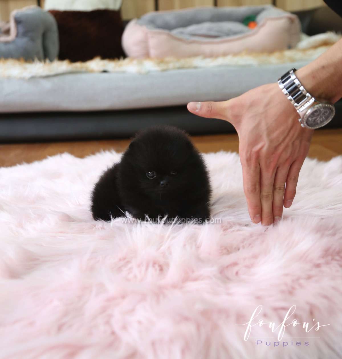 Onyx - Pomeranian M.