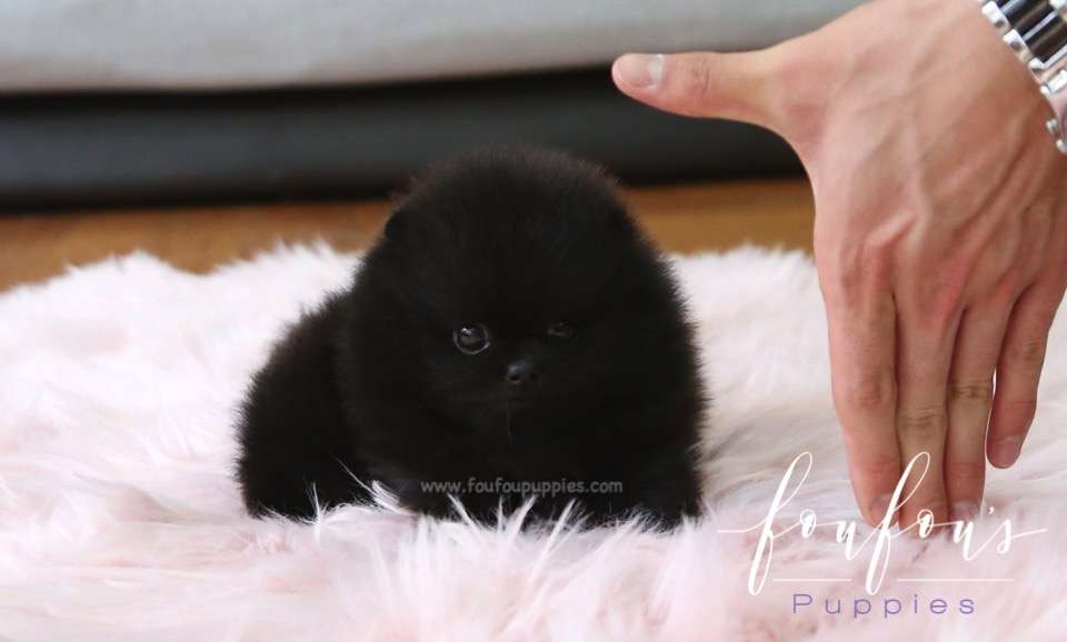 Onyx - Pomeranian M.