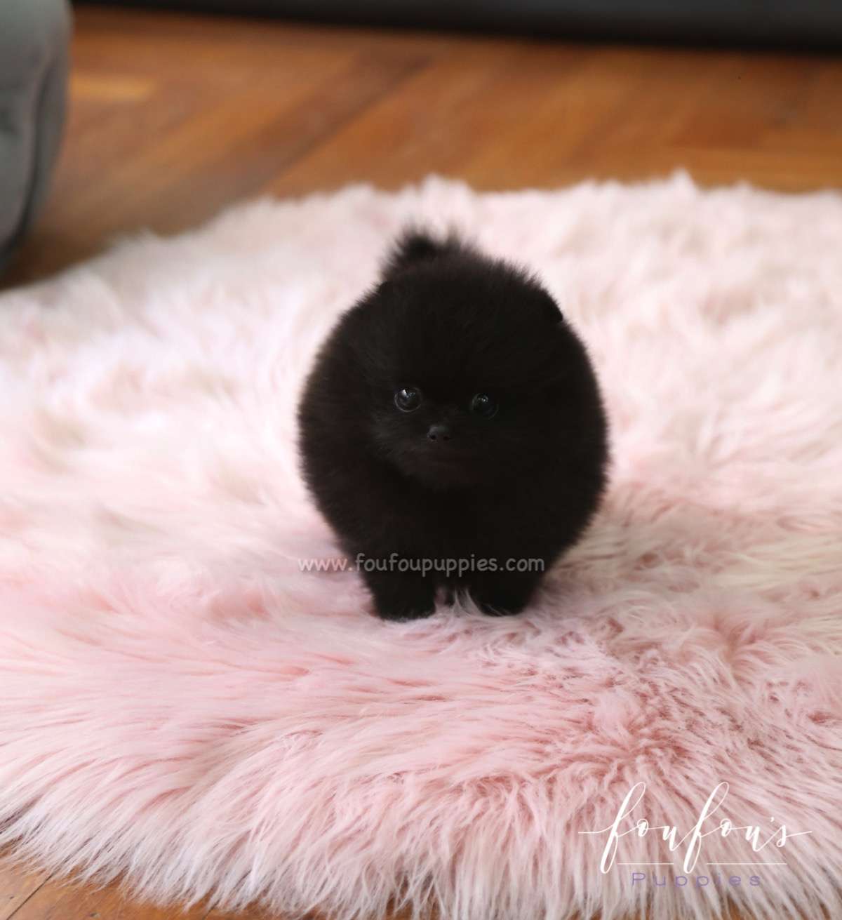 Onyx - Pomeranian M.