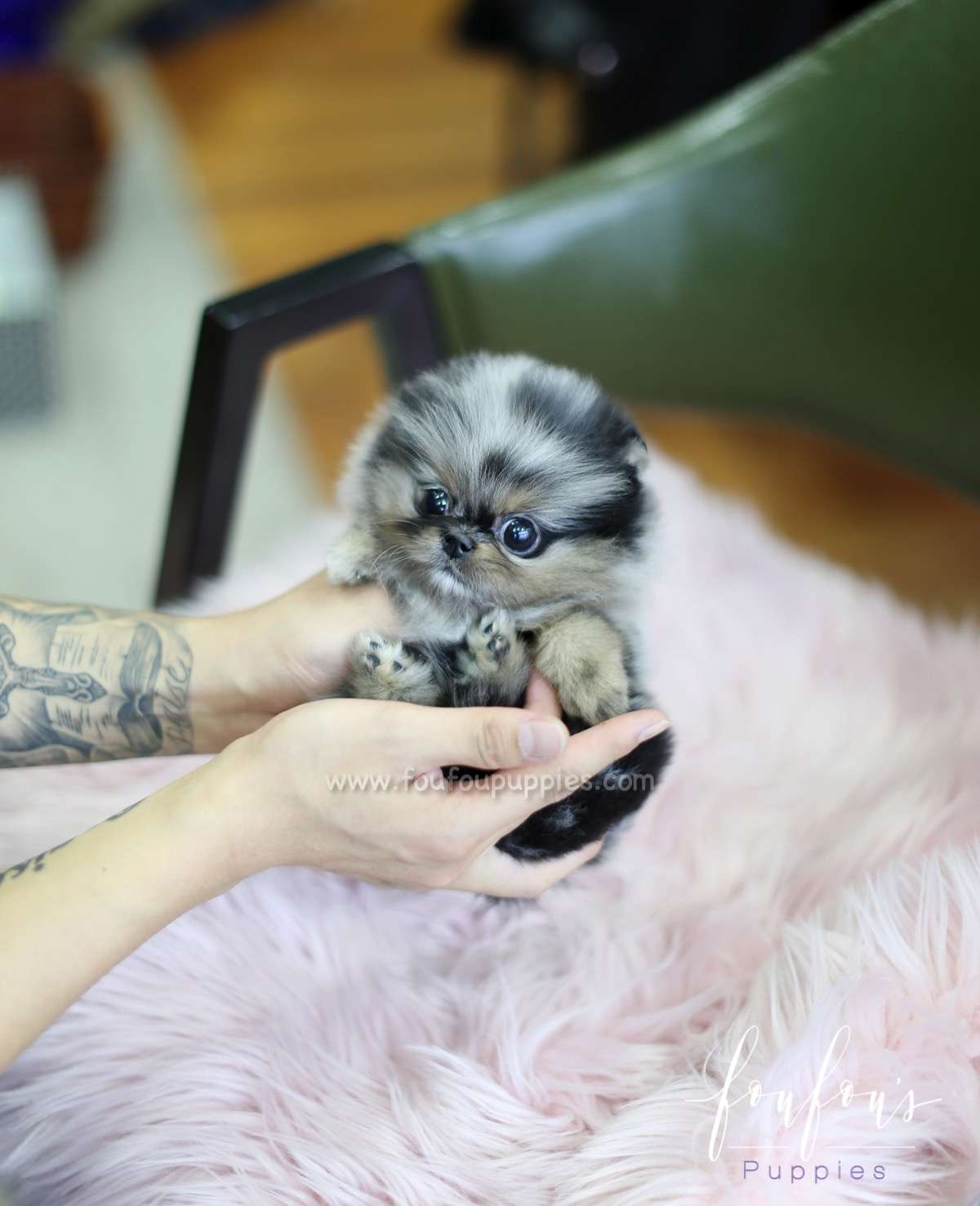 Skye - Pomeranian F.