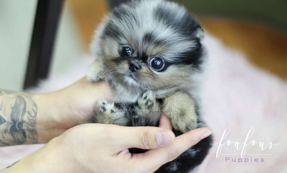 Skye - Pomeranian F.
