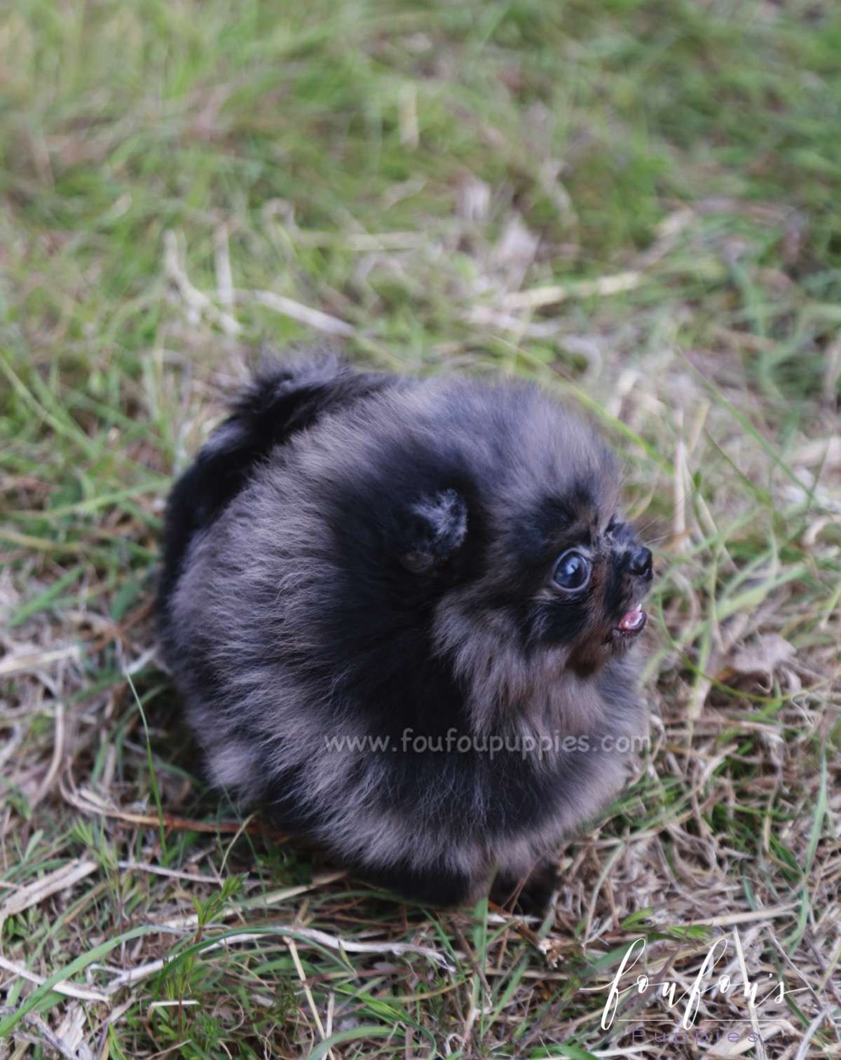 Açai - Pomeranian M.