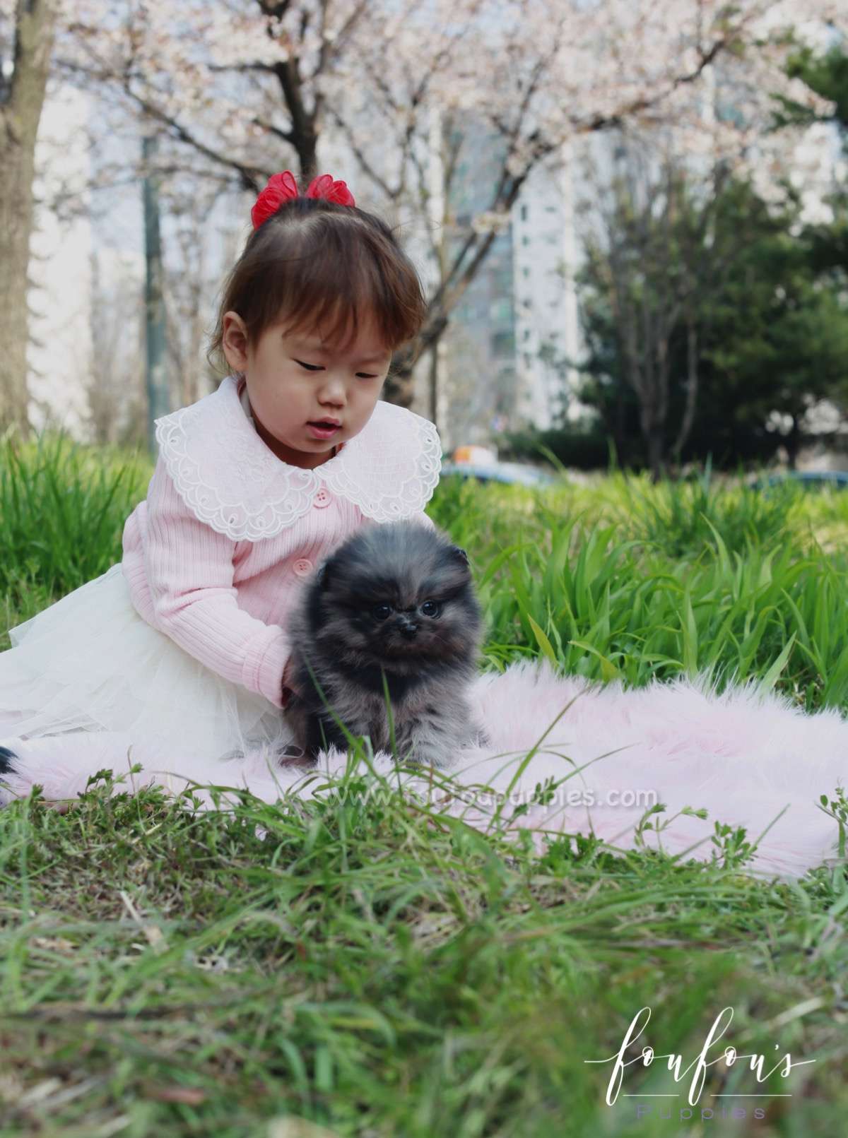 Açai - Pomeranian M.