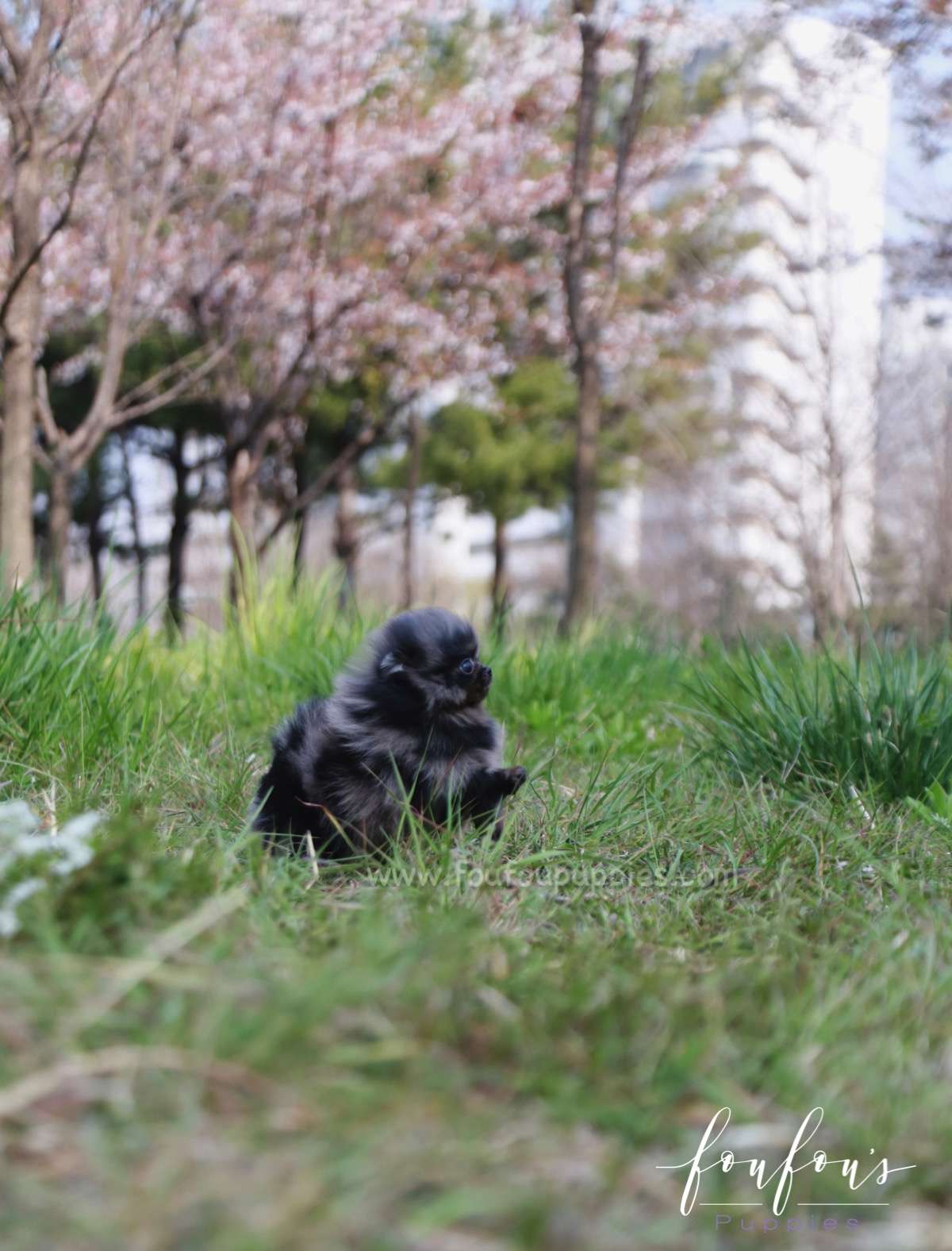 Açai - Pomeranian M.