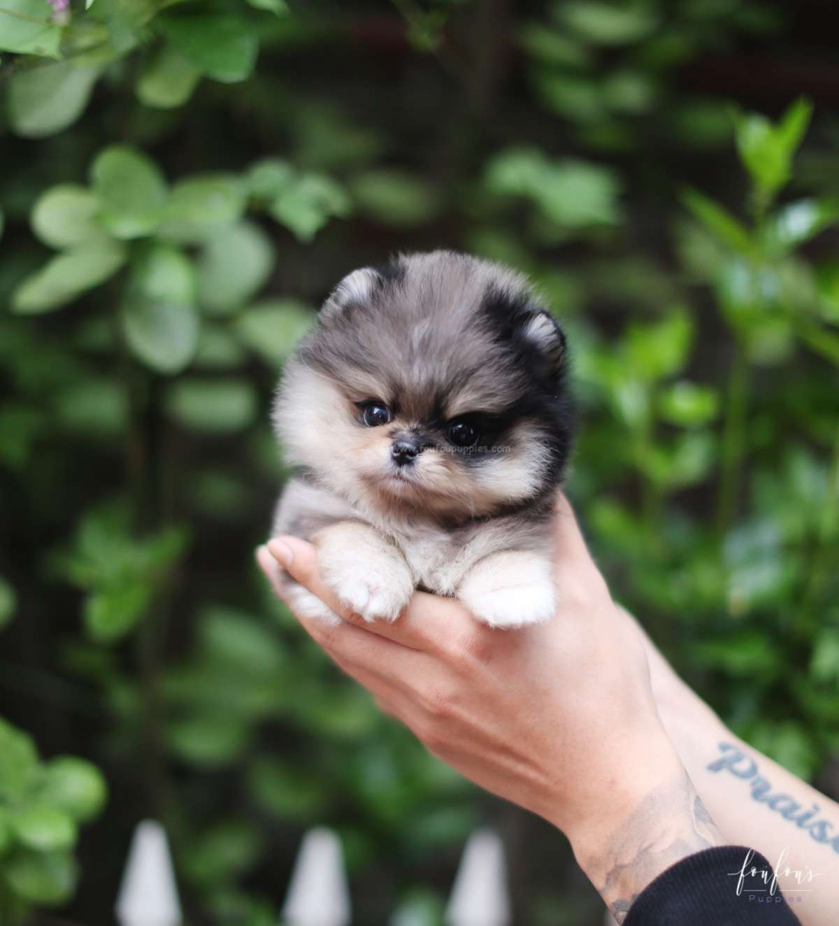 Marshmallow - Pomeranian F.