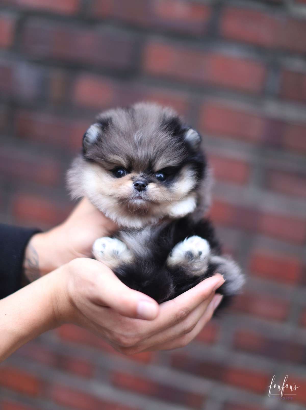 Marshmallow - Pomeranian F.