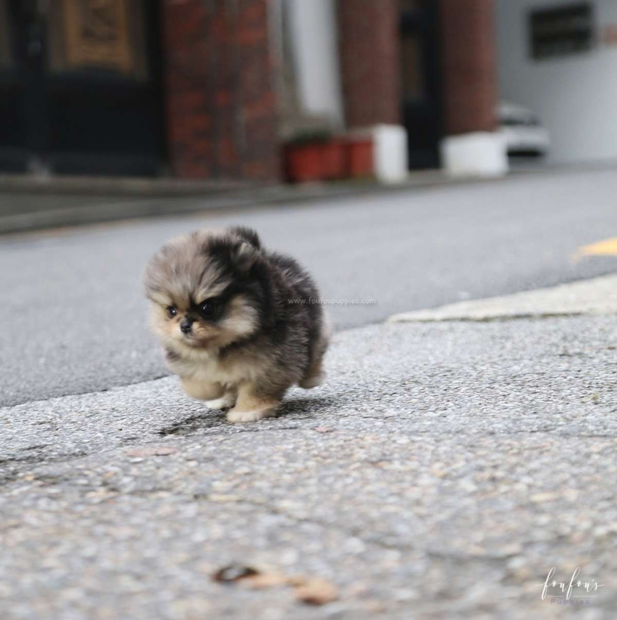 Marshmallow - Pomeranian F.