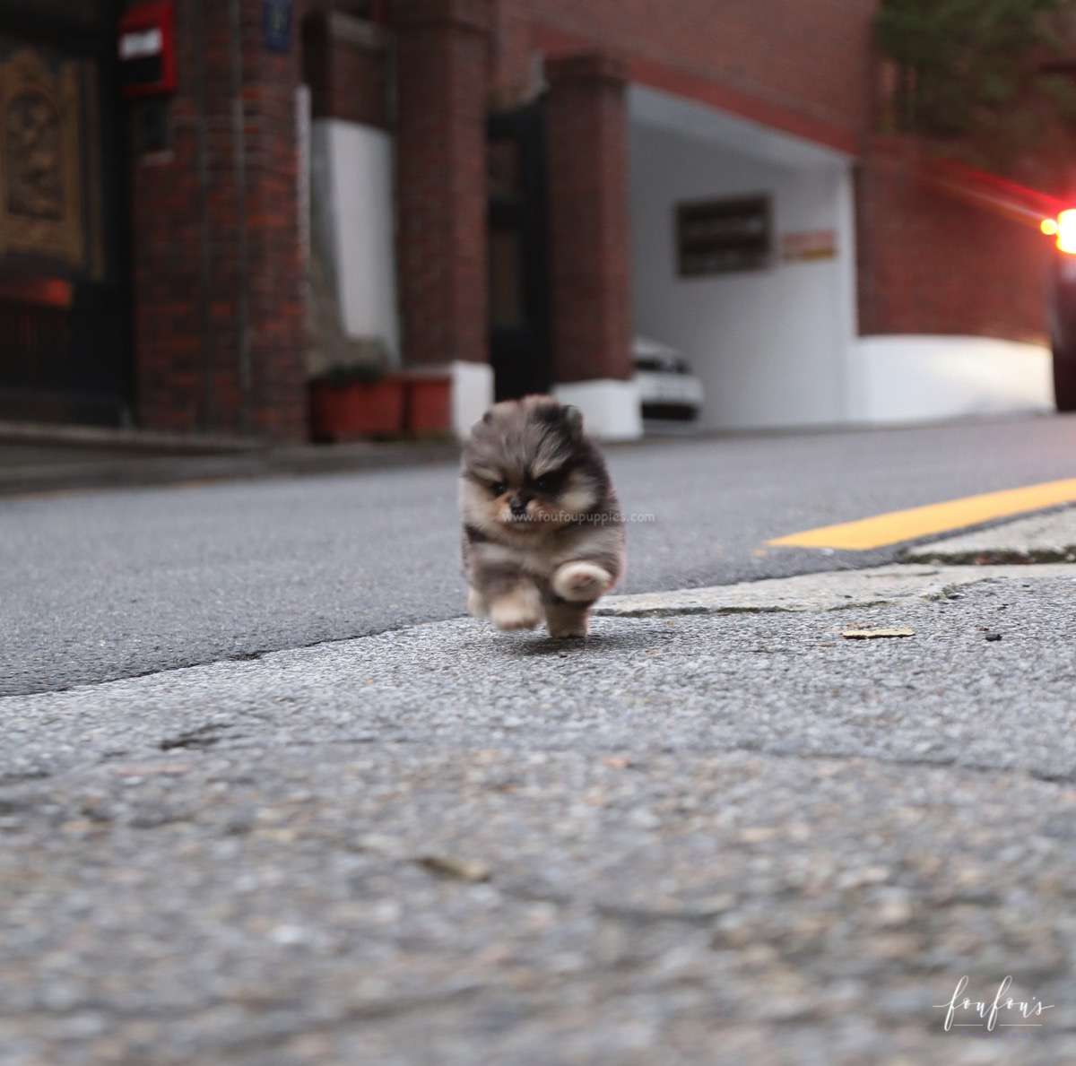 Marshmallow - Pomeranian F.