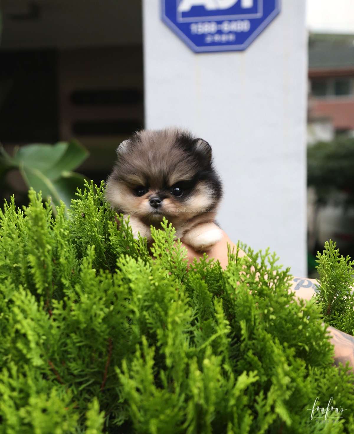 Marshmallow - Pomeranian F.