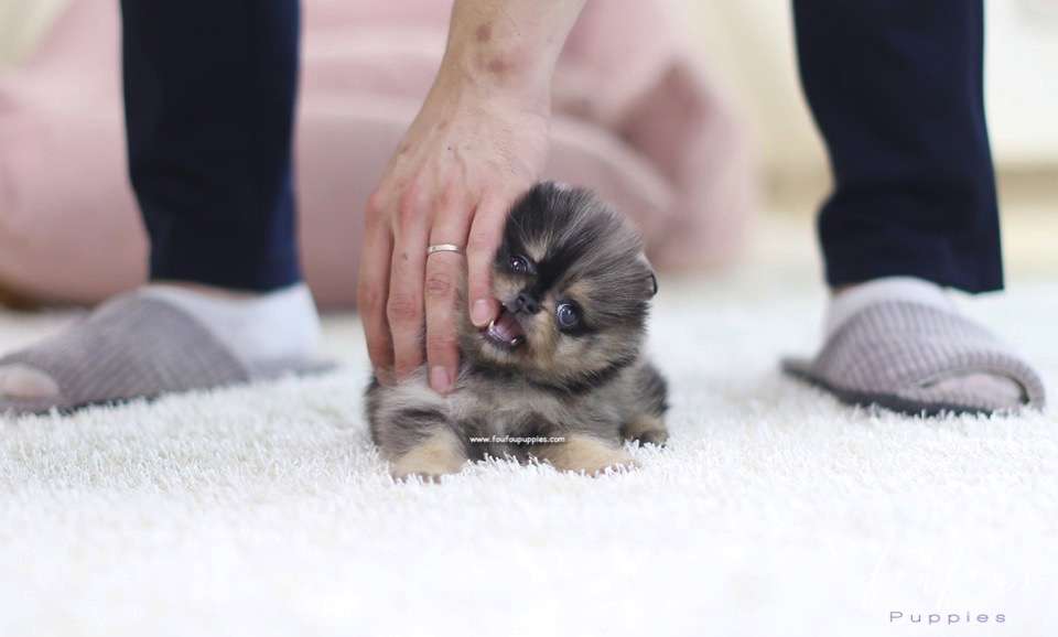 Pinky - Pomeranian F.