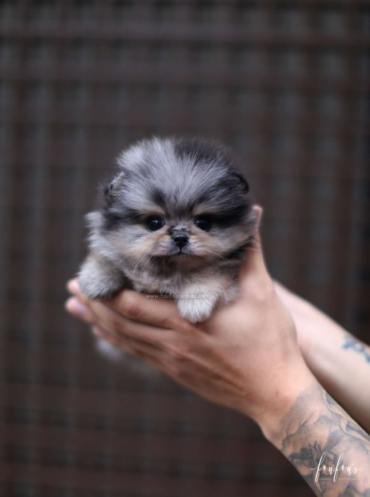 Patchi - Pomeranian M.