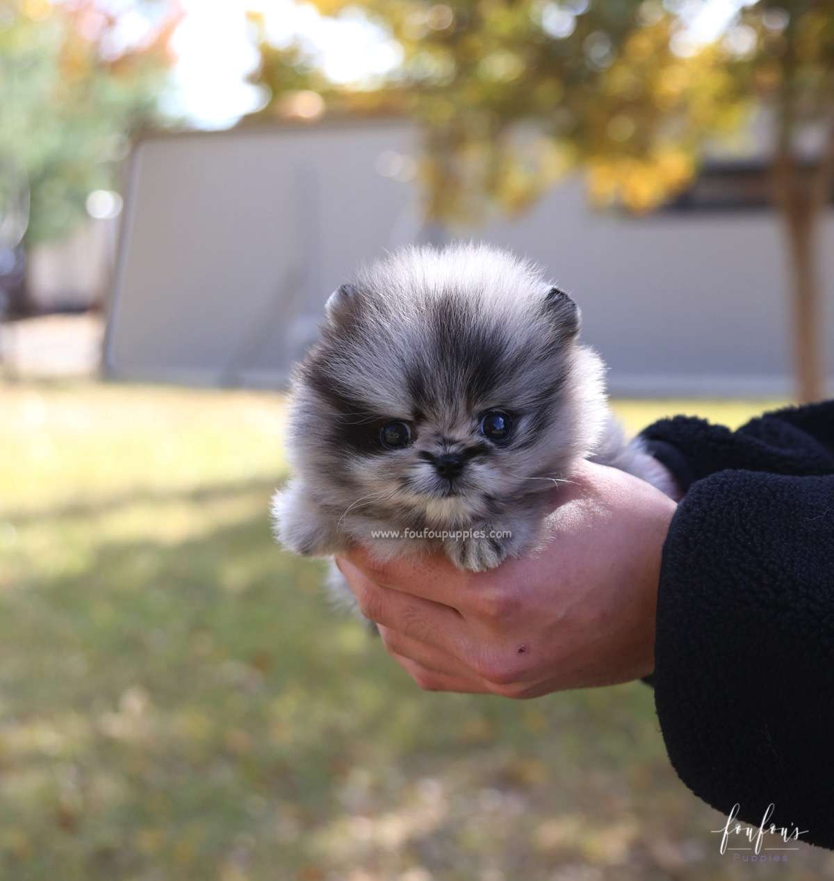 Azure - Pomeranian M.