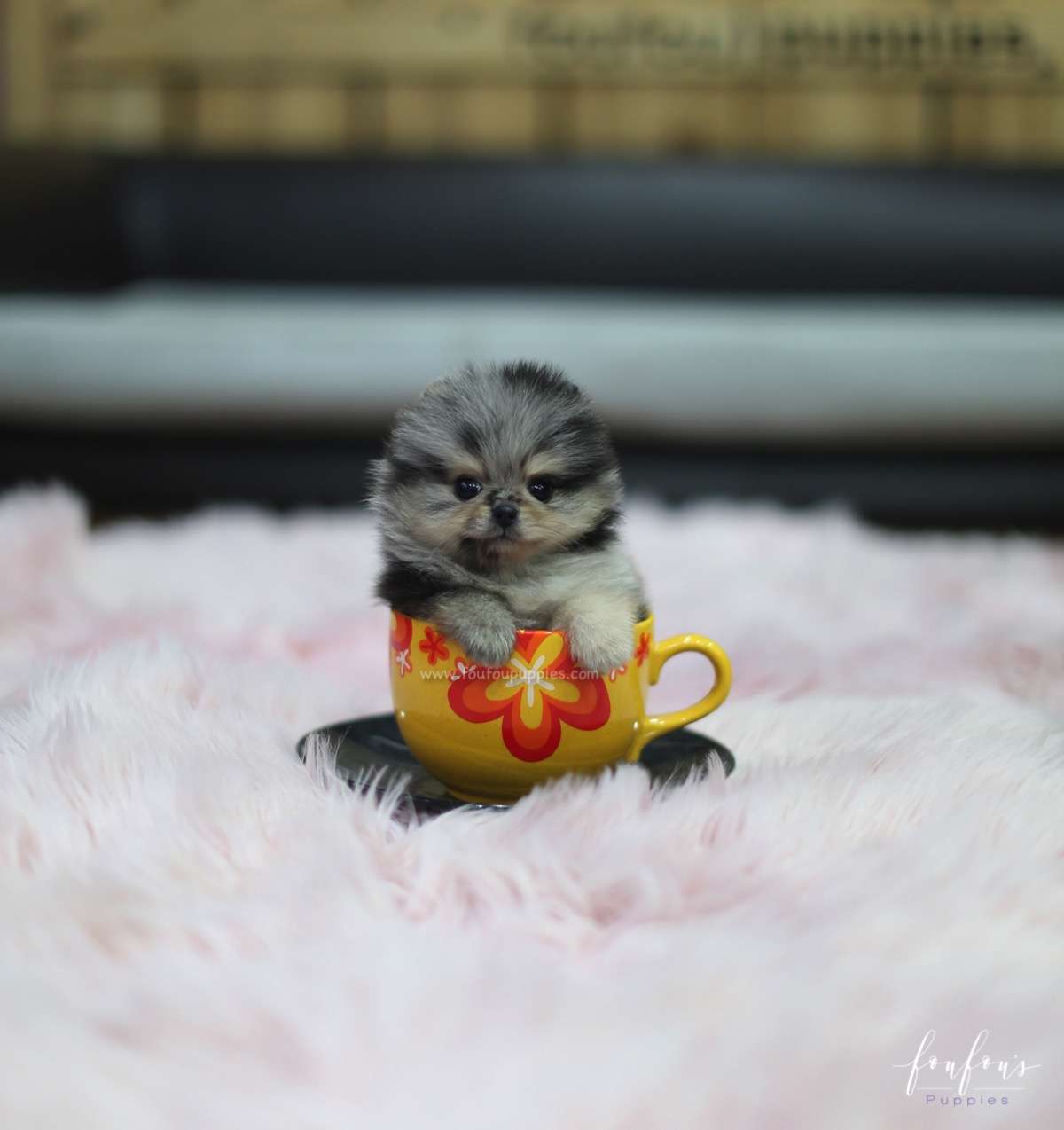 Patchi - Pomeranian M.