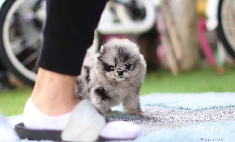 A puppy walking towards a person&