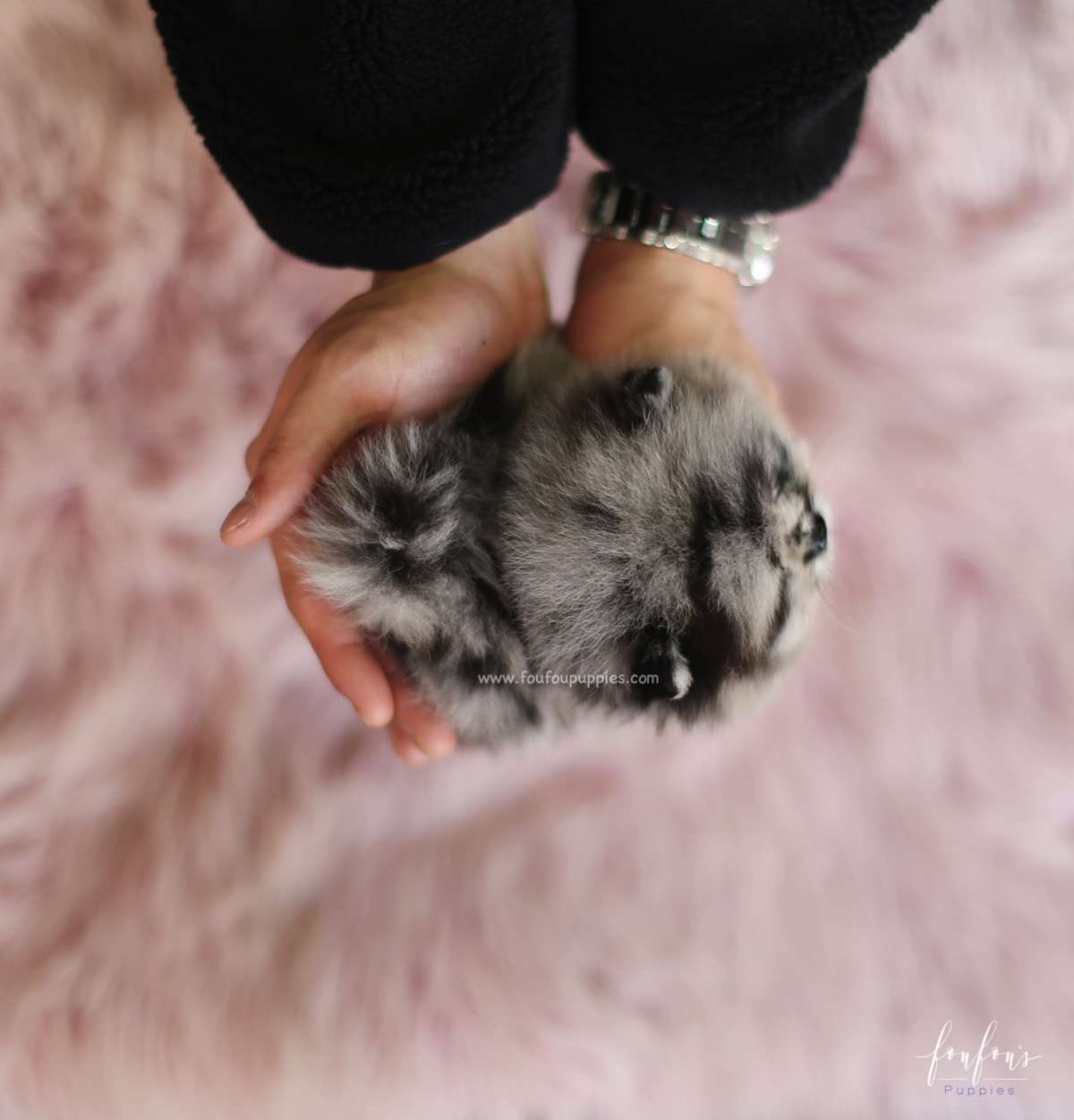 Azure - Pomeranian M.