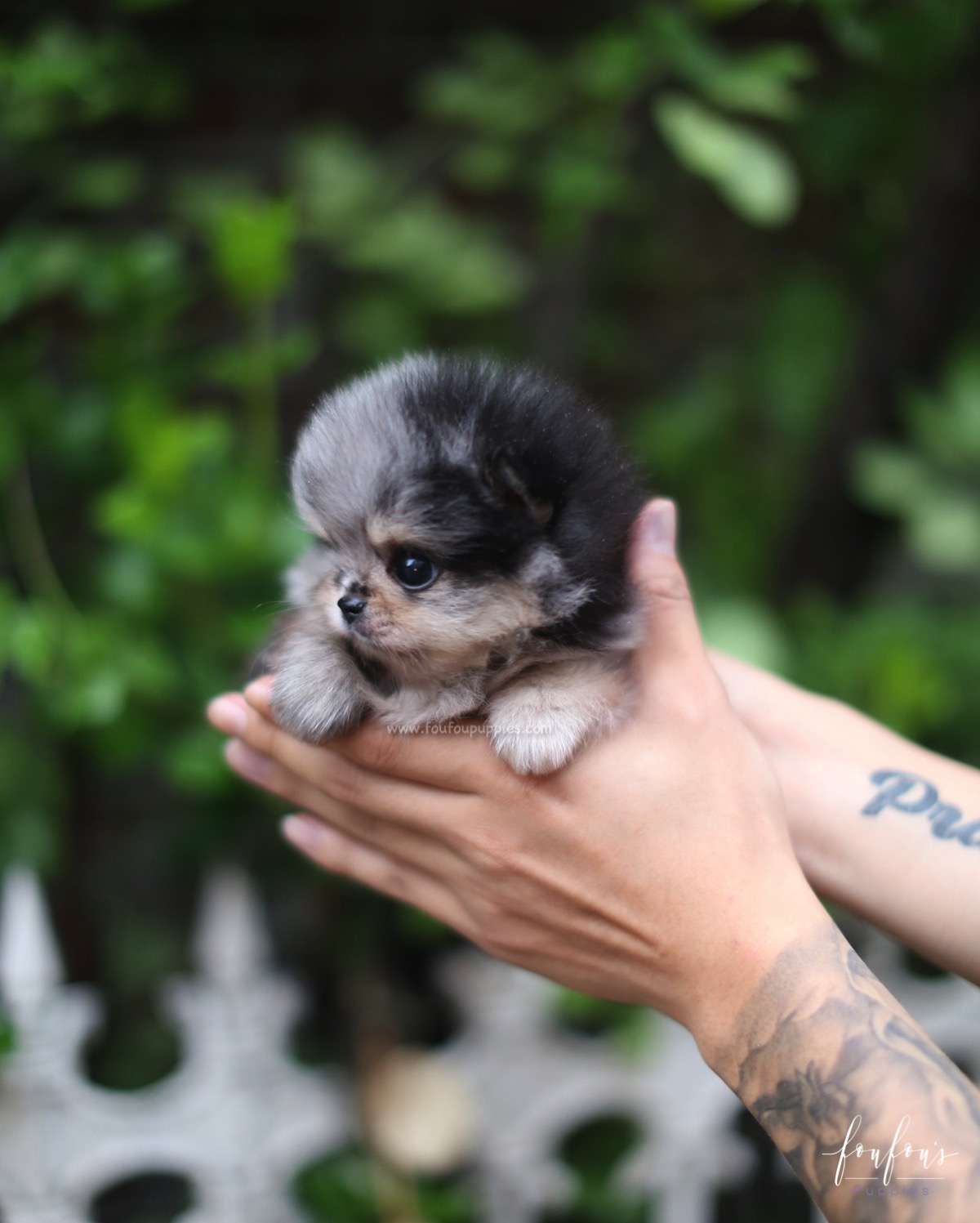 Patchi - Pomeranian M.