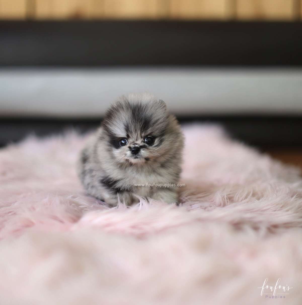 Azure - Pomeranian M.