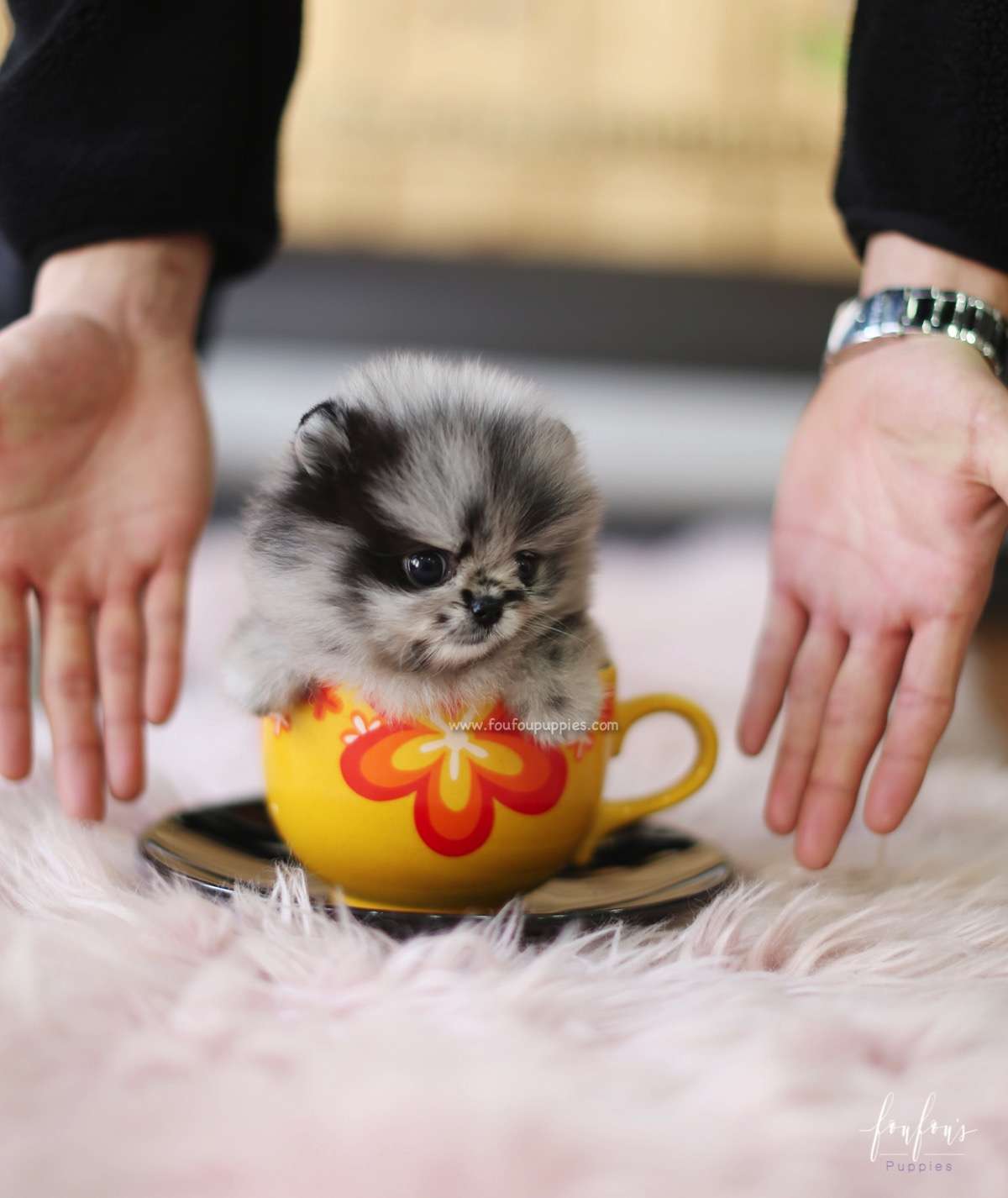 Azure - Pomeranian M.
