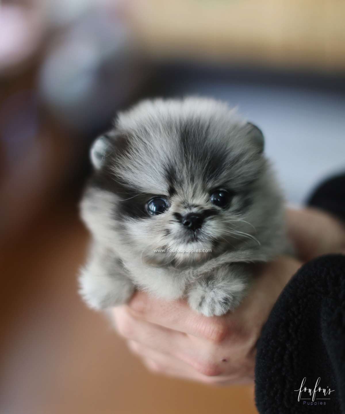 Azure - Pomeranian M.