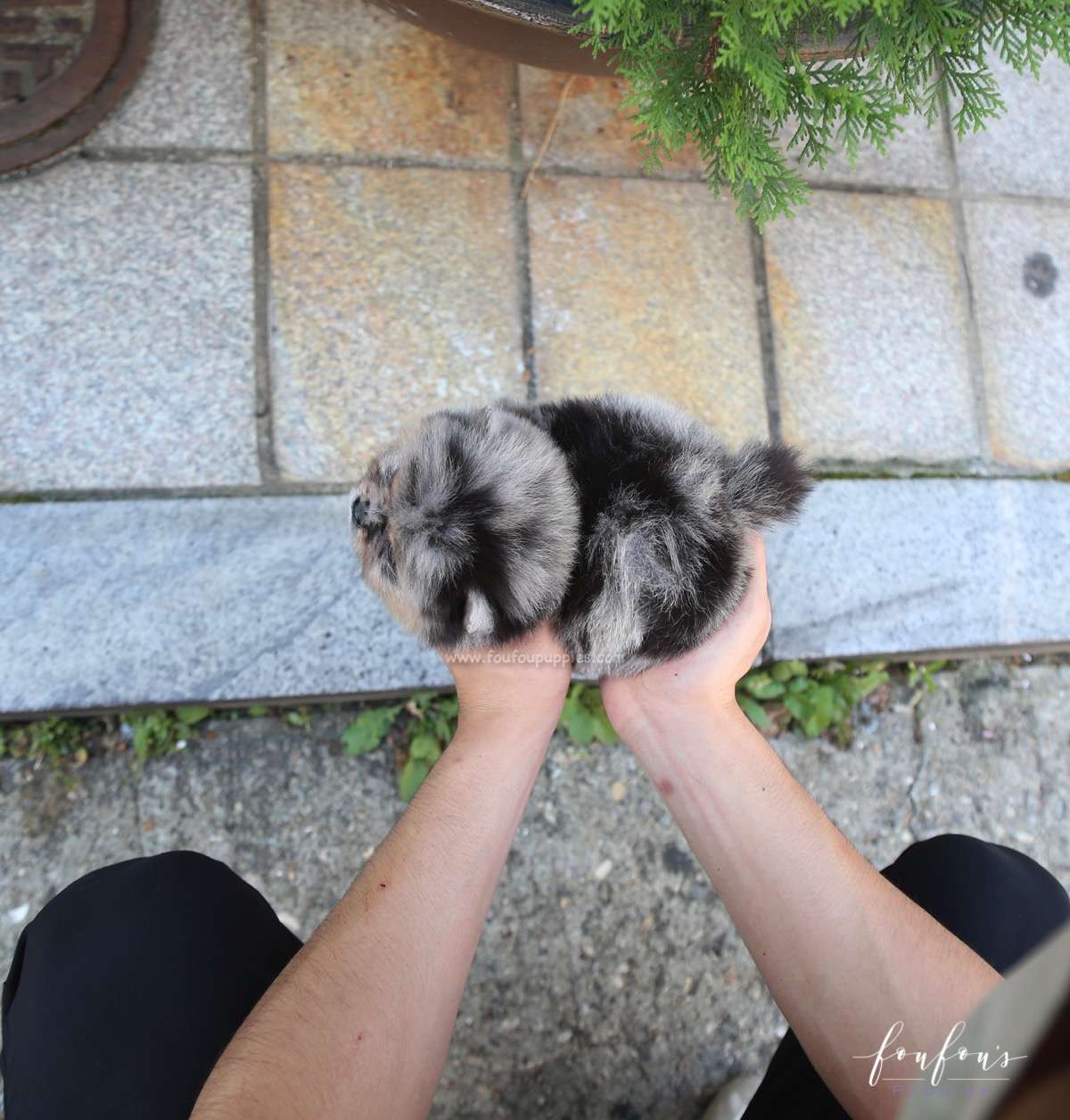 Marbles - Pomeranian M.