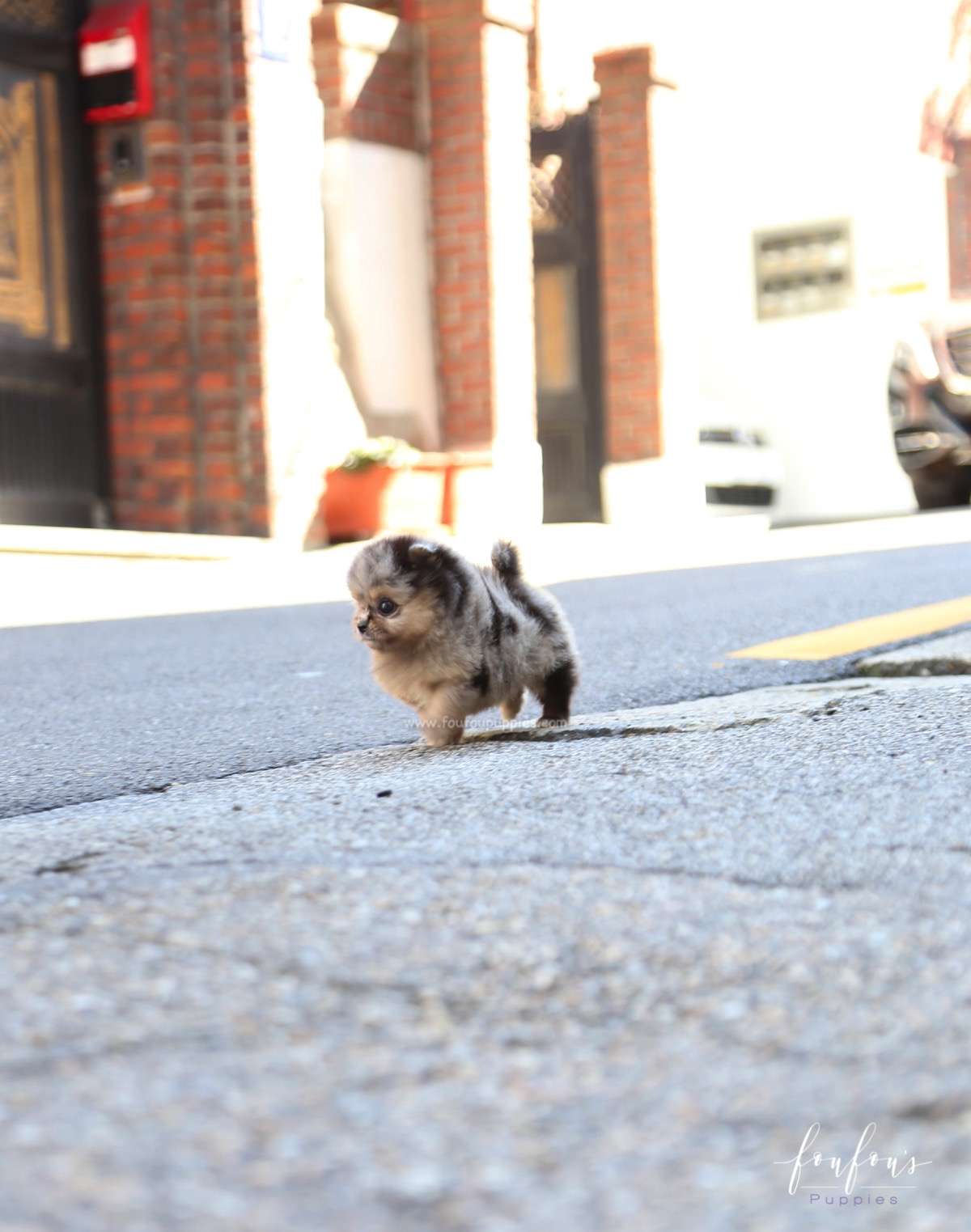 Marbles - Pomeranian M.
