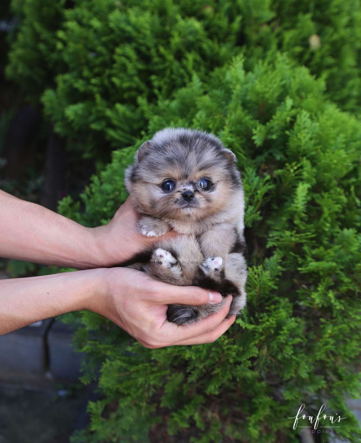 Marbles - Pomeranian M.