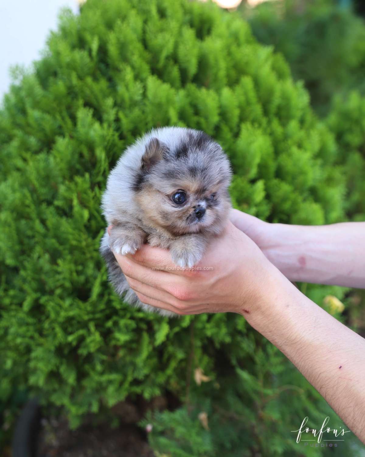 Marbles - Pomeranian M.
