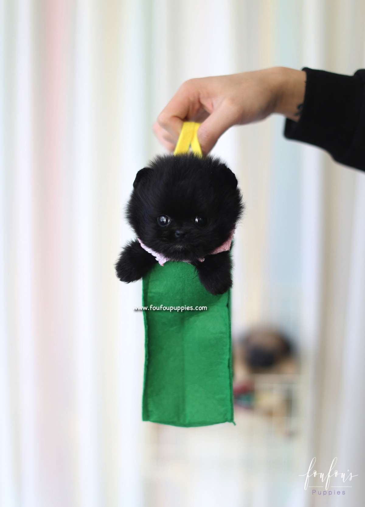 Ace - Pomeranian M.