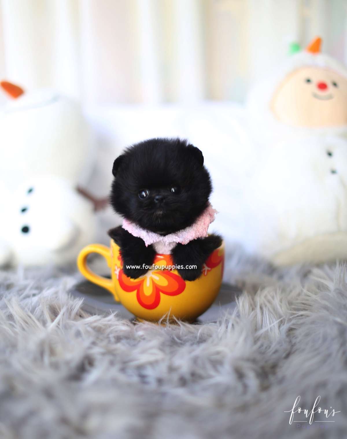 Ace - Pomeranian M.