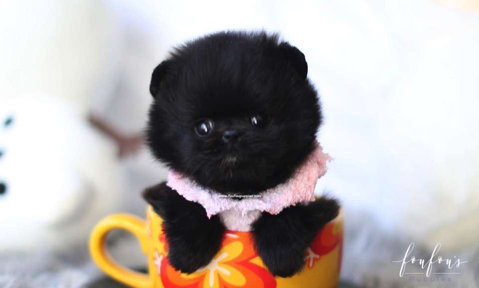 Ace - Pomeranian M.