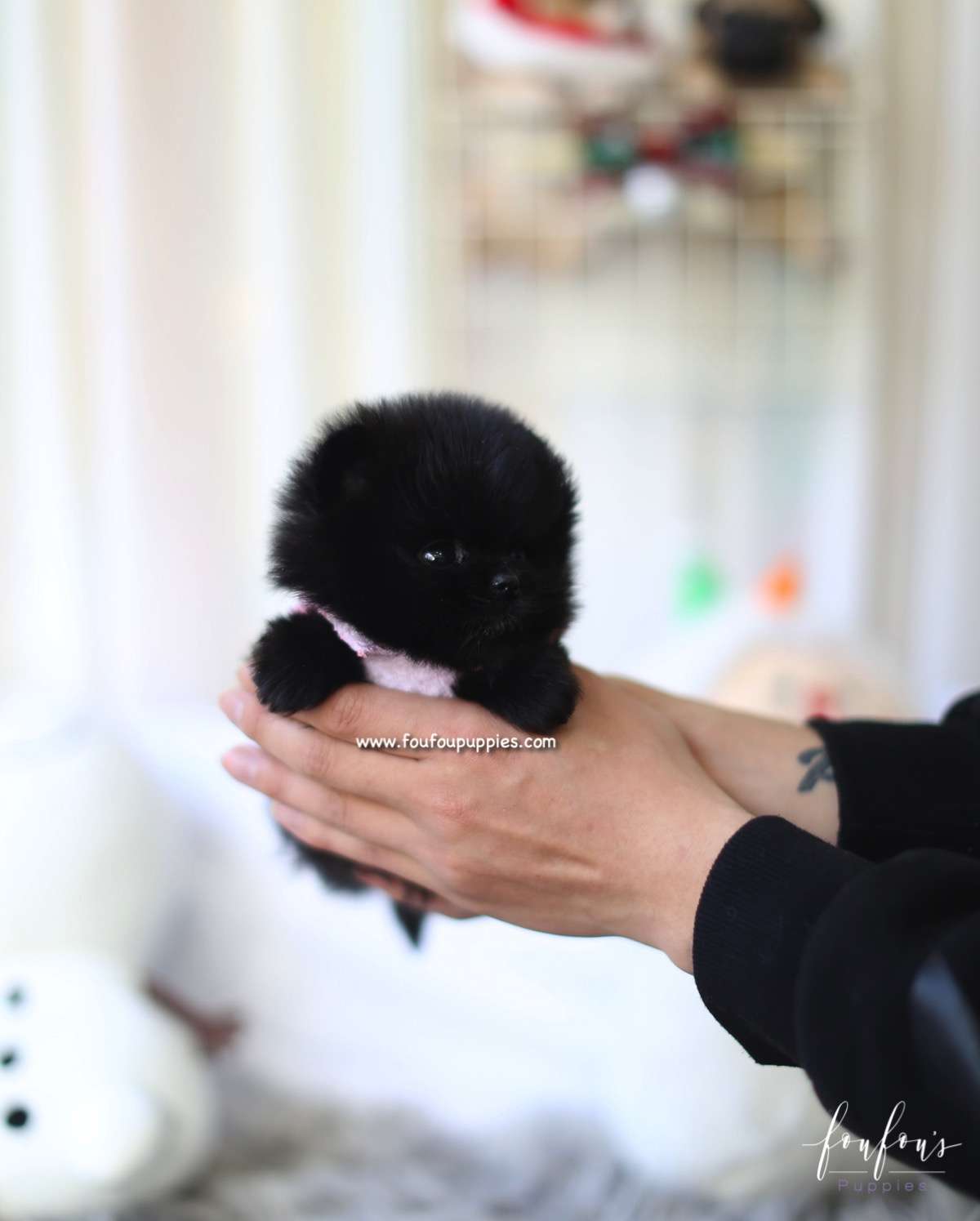 Ace - Pomeranian M.