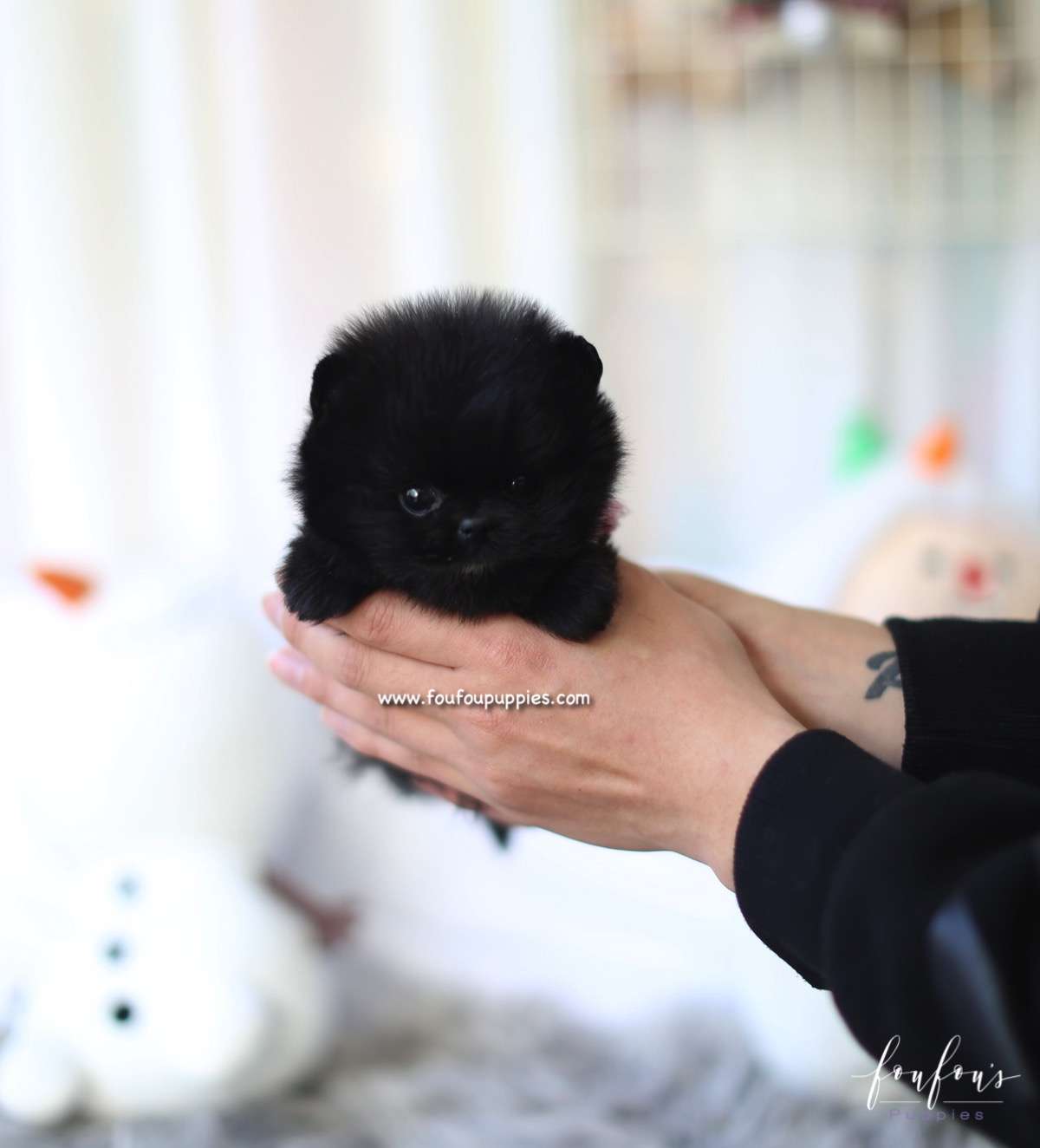 Ace - Pomeranian M.
