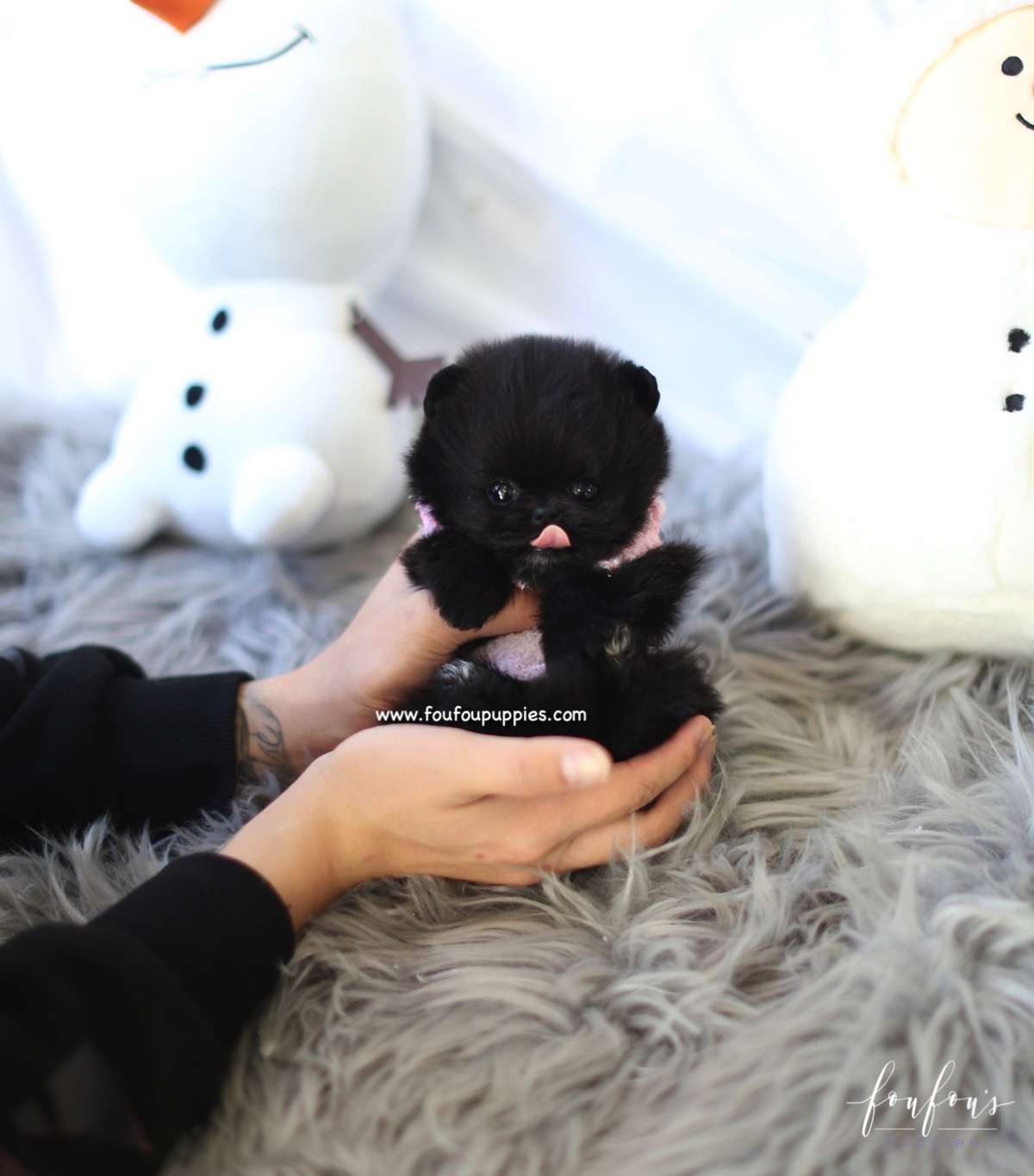 Ace - Pomeranian M.