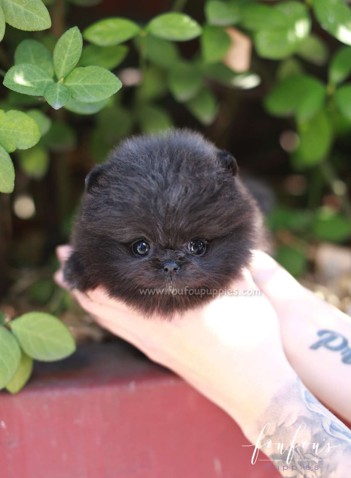 Capri - Pomeranian F.