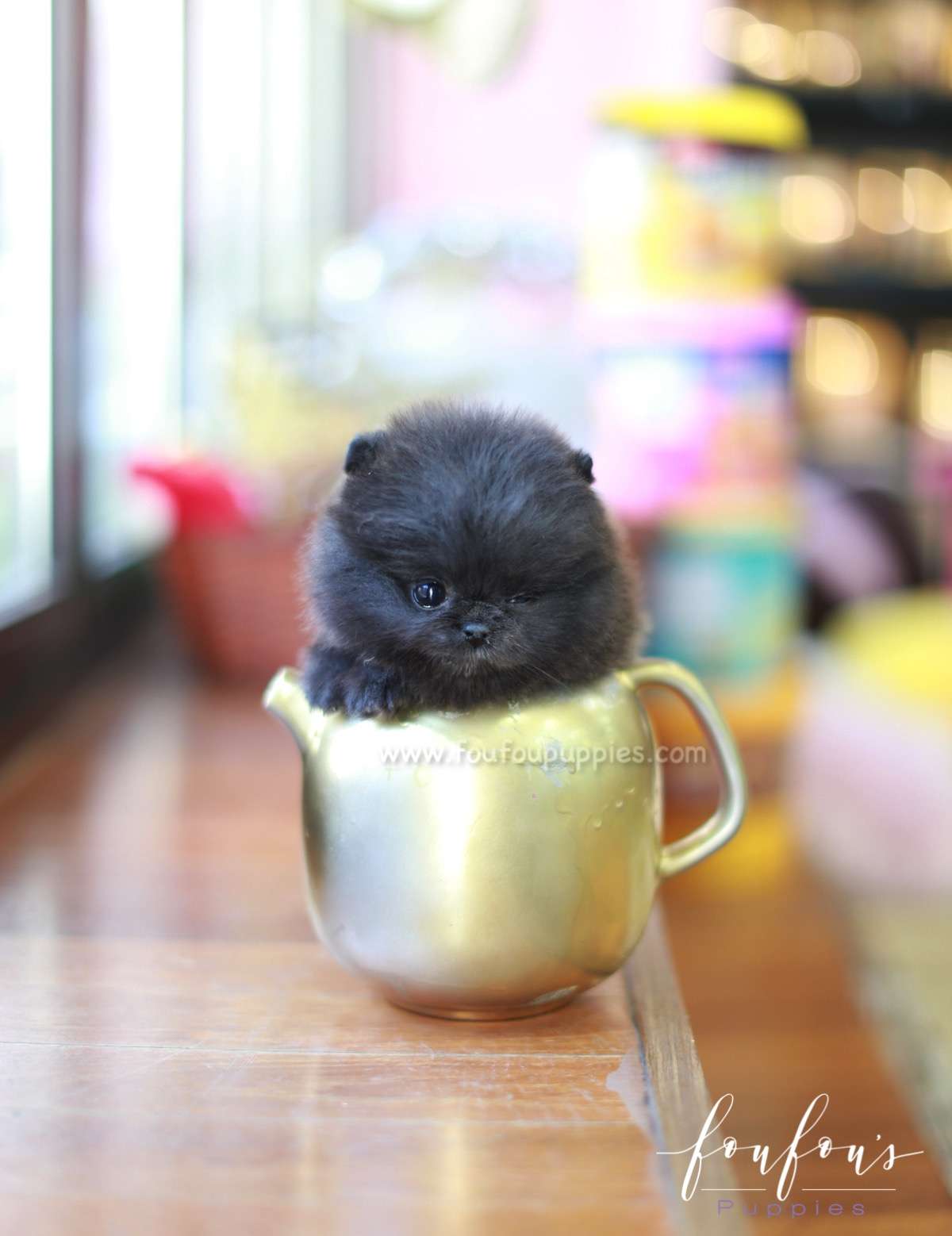 Capri - Pomeranian F.