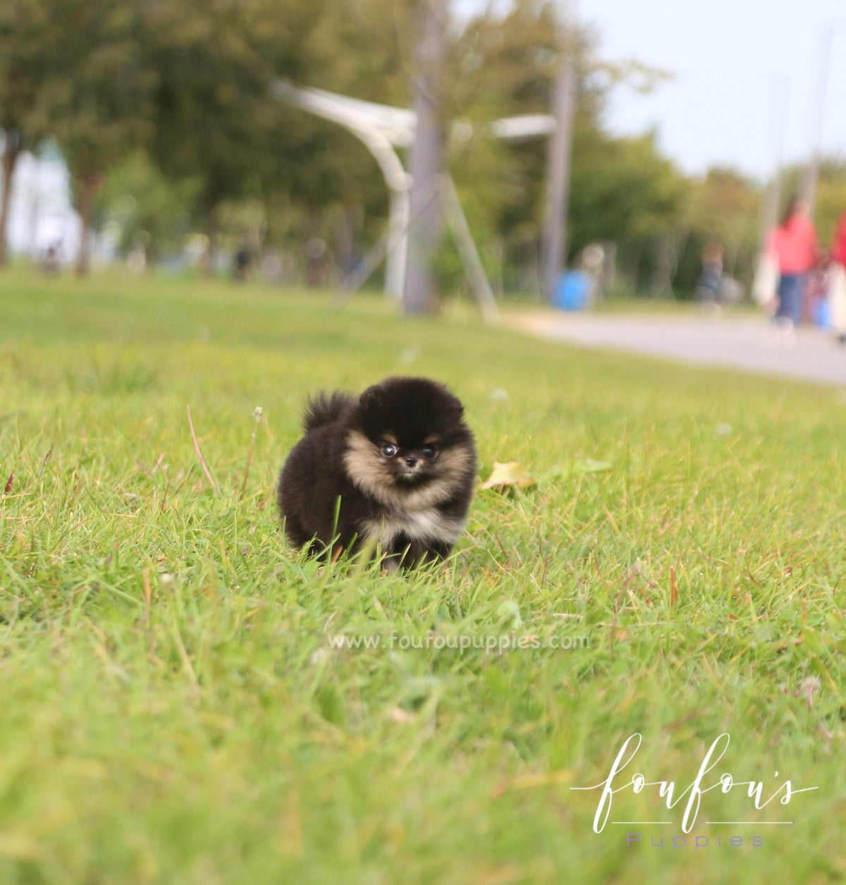 Tuxedo - Pomeranian M.