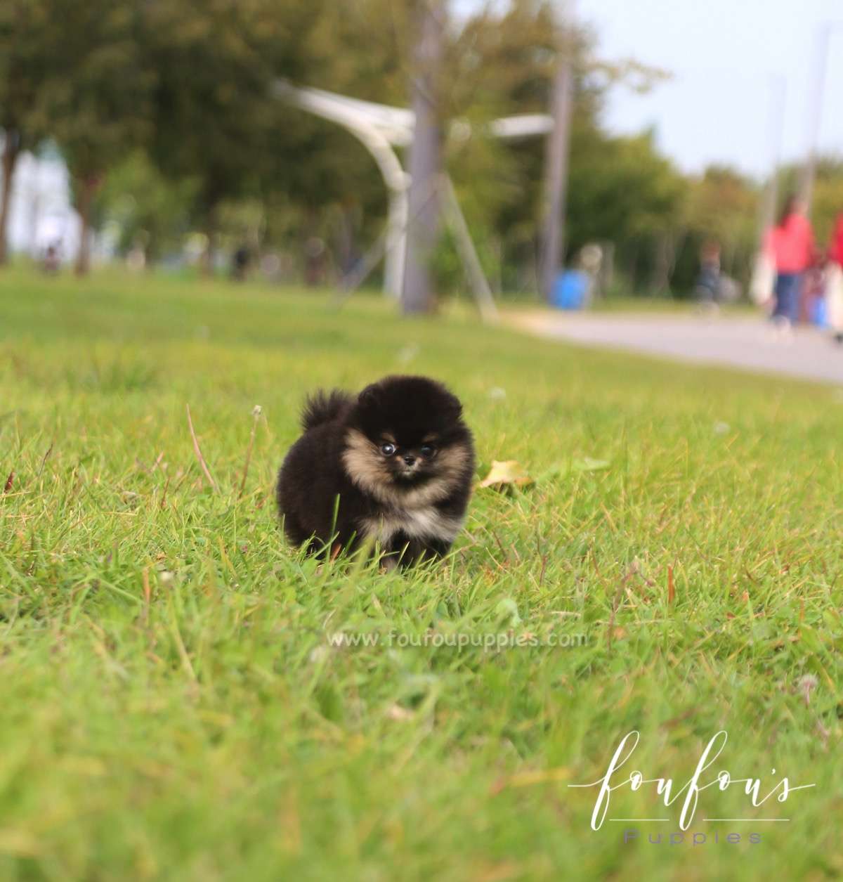 Tuxedo - Pomeranian M.